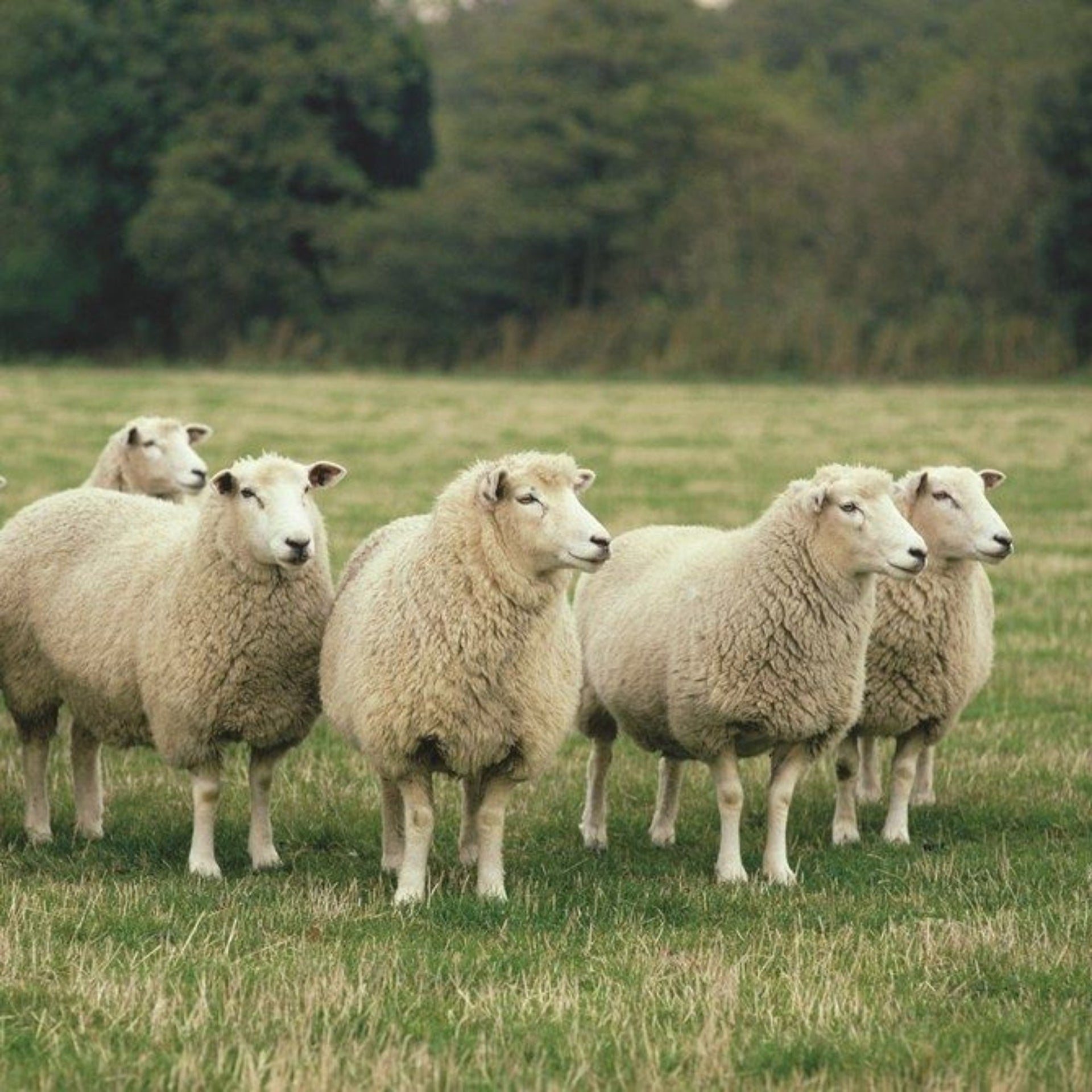 Filato Merino, cura e produzione locale